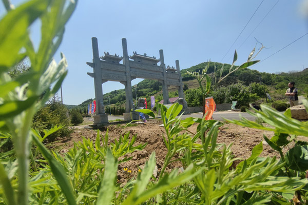 去本溪墓地扫墓可以带什么花？